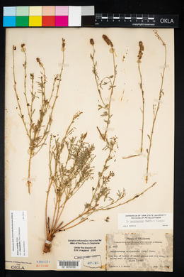 Dalea candida var. oligophylla image