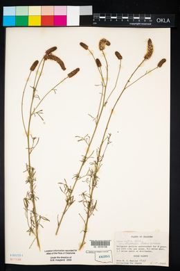 Dalea candida var. oligophylla image