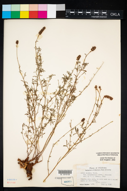 Dalea candida var. oligophylla image