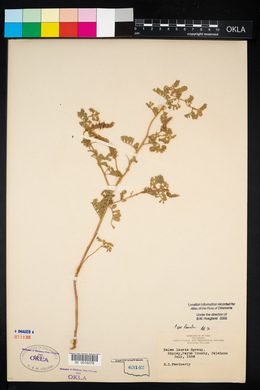 Dalea lanata image