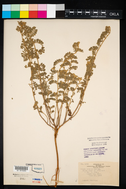 Dalea lanata image