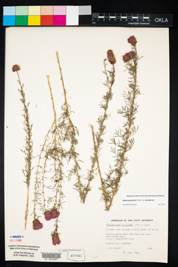 Dalea purpurea image