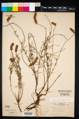 Dalea tenuifolia image