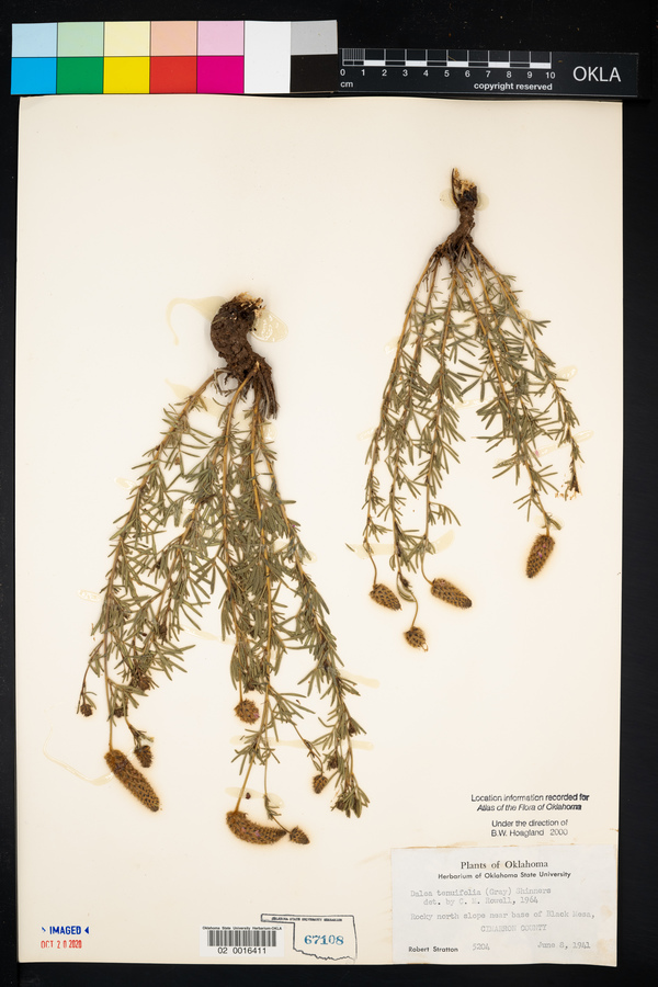 Dalea tenuifolia image