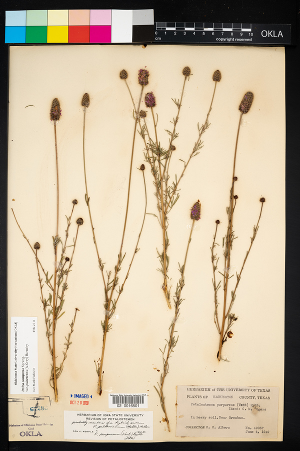 Dalea compacta var. pubescens image