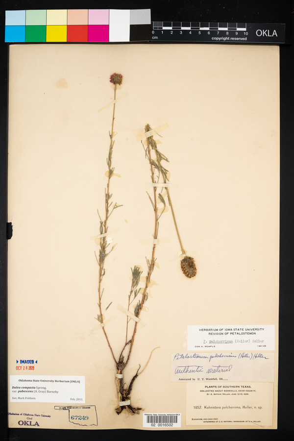 Dalea compacta var. pubescens image