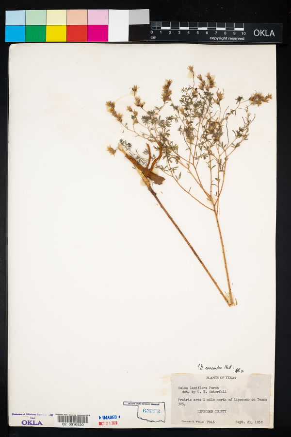 Dalea enneandra image