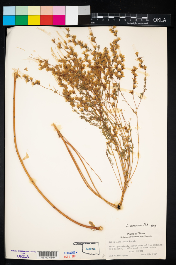 Dalea enneandra image