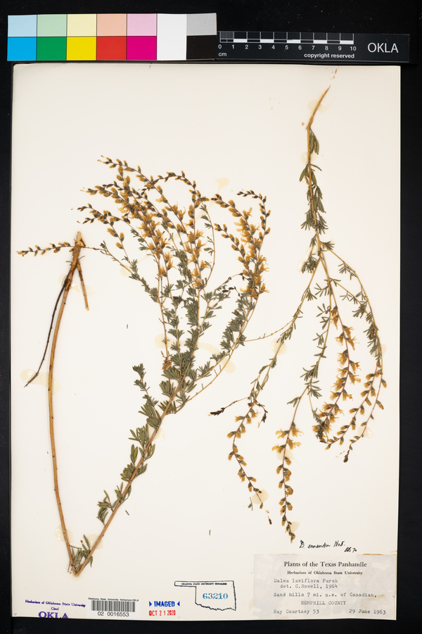 Dalea enneandra image