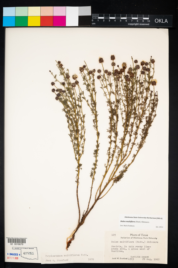 Dalea multiflora image