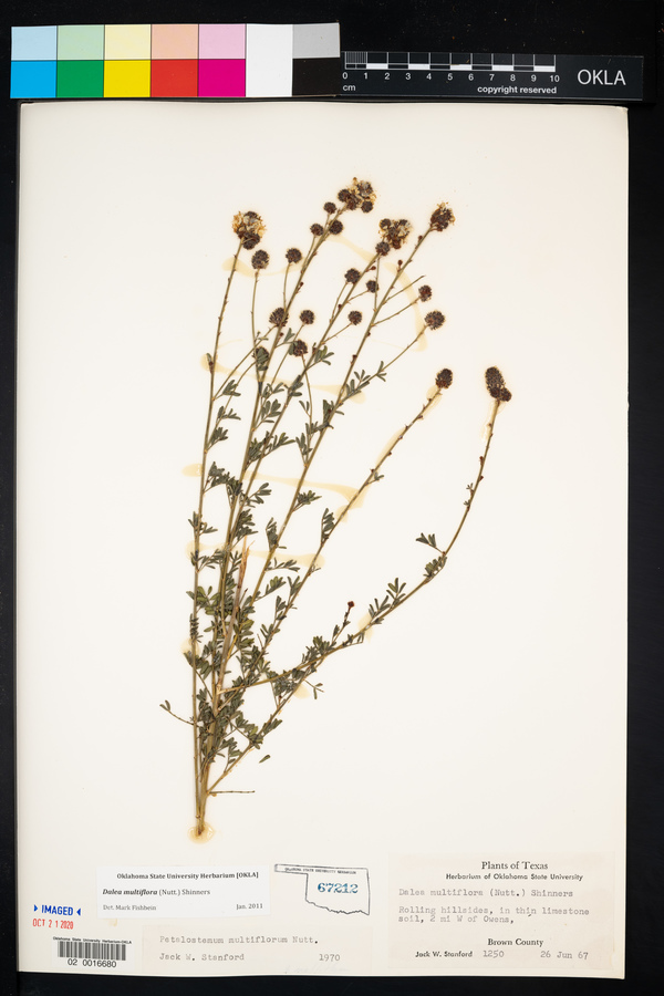 Dalea multiflora image