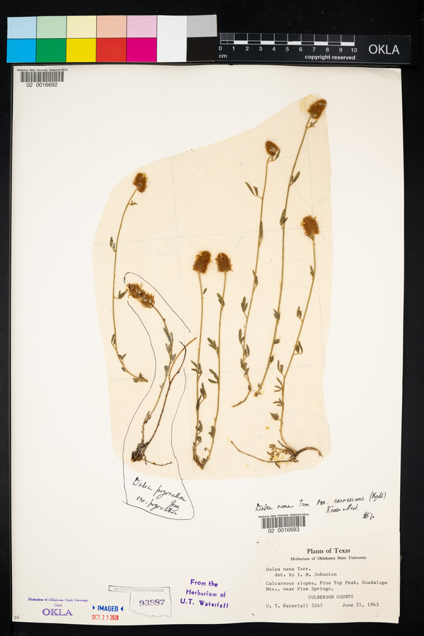 Dalea pogonathera var. pogonathera image