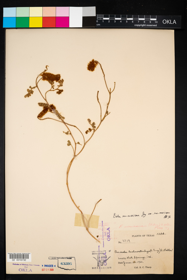 Dalea neomexicana var. neomexicana image