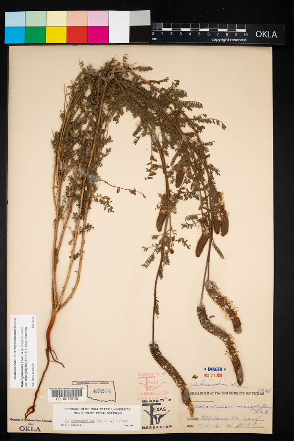 Dalea phleoides var. microphylla image