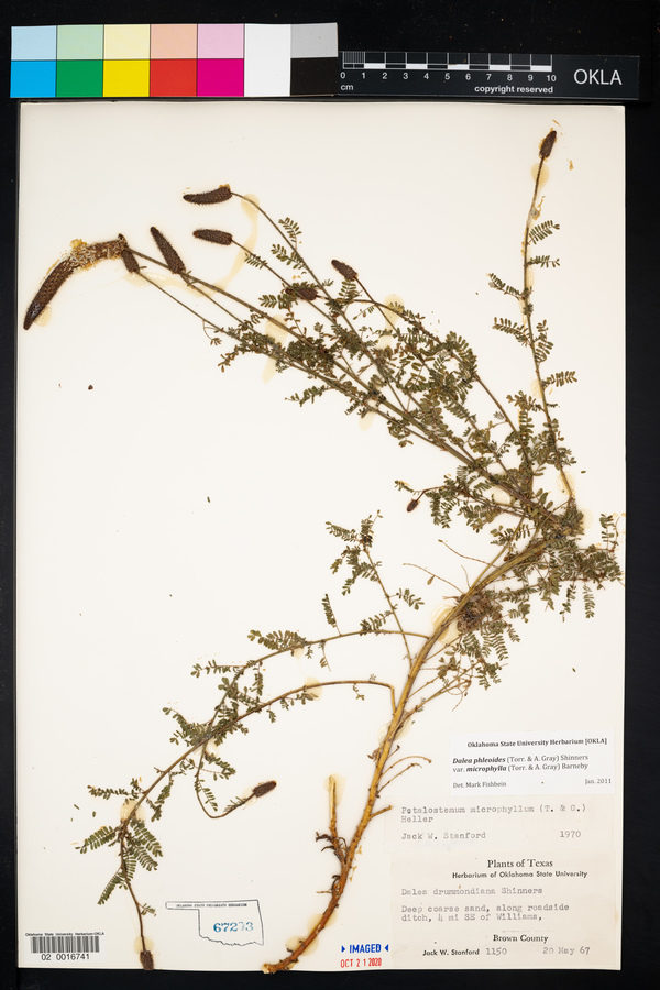 Dalea phleoides image