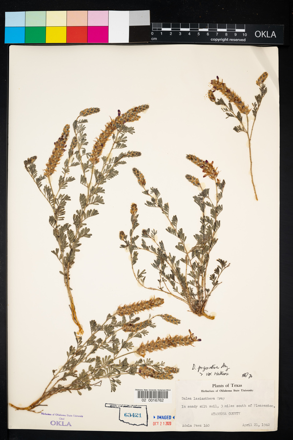 Dalea pogonathera var. walkerae image