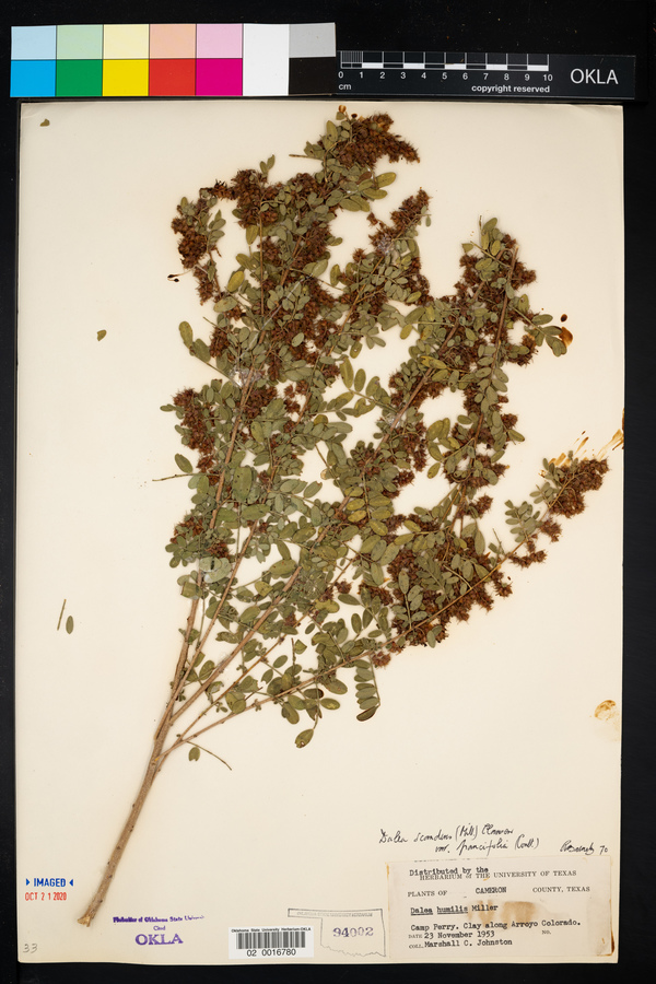 Dalea scandens var. paucifolia image