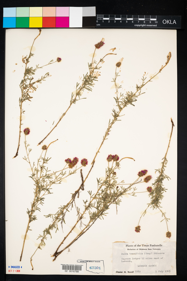 Dalea tenuifolia image
