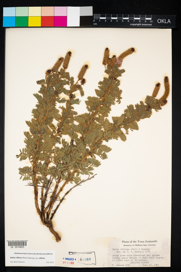 Dalea villosa var. villosa image