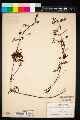 Desmanthus illinoensis image