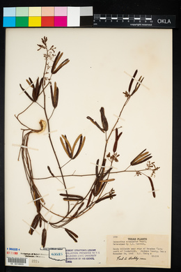Image of Desmanthus acuminatus
