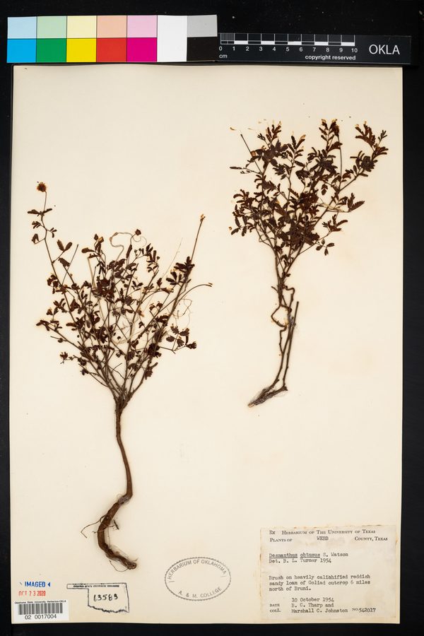 Desmanthus obtusus image