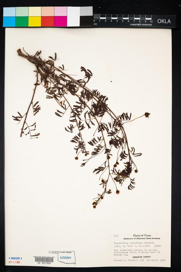 Desmanthus velutinus image