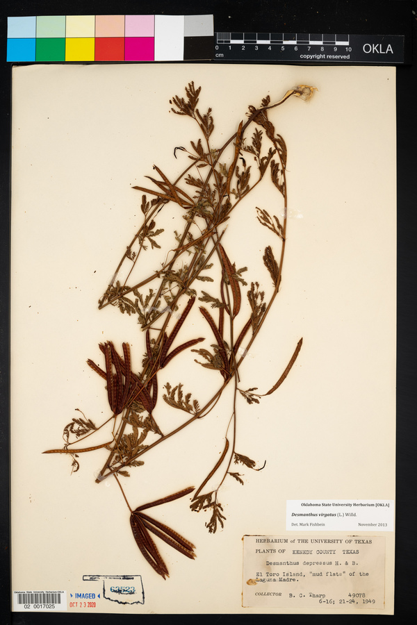 Desmanthus virgatus image