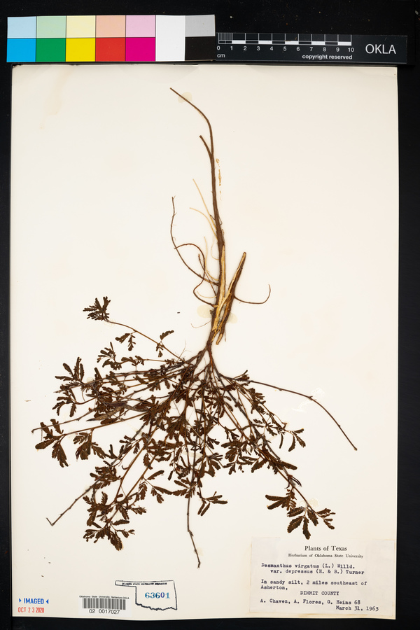 Desmanthus virgatus image