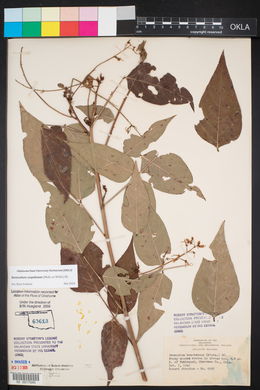 Desmodium cuspidatum image