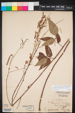 Desmodium cuspidatum image