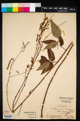 Desmodium cuspidatum image