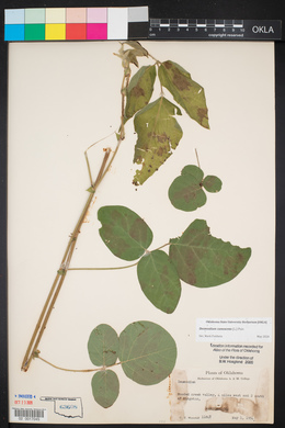 Desmodium canescens image