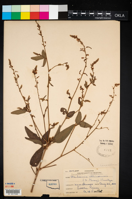 Desmodium canadense image