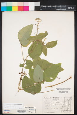 Desmodium canescens image