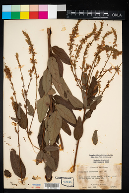 Desmodium canadense image