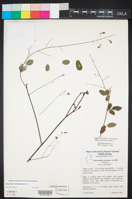 Desmodium marilandicum image