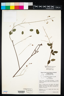 Desmodium marilandicum image