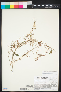 Desmodium marilandicum image