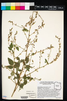 Desmodium canescens image