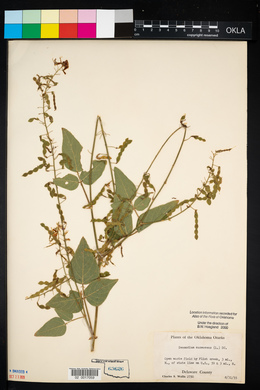 Desmodium canescens image