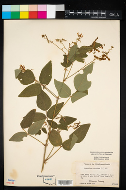 Desmodium canescens image