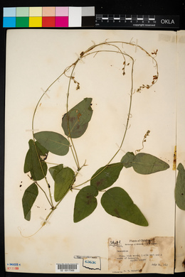 Desmodium canescens image