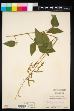 Desmodium canescens image