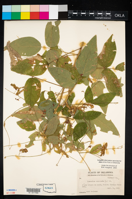 Desmodium canescens image