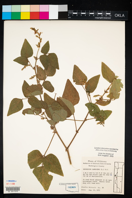 Desmodium canescens image