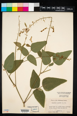 Desmodium canescens image