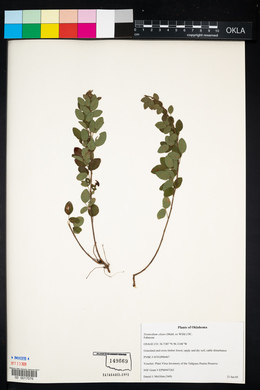 Desmodium ciliare image