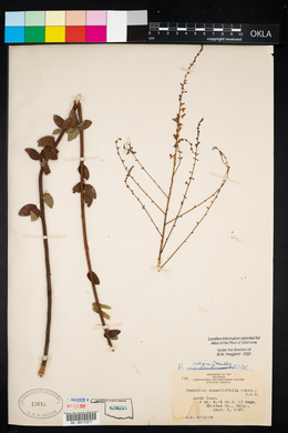 Desmodium sessilifolium image