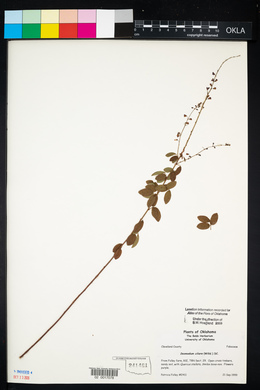 Desmodium ciliare image